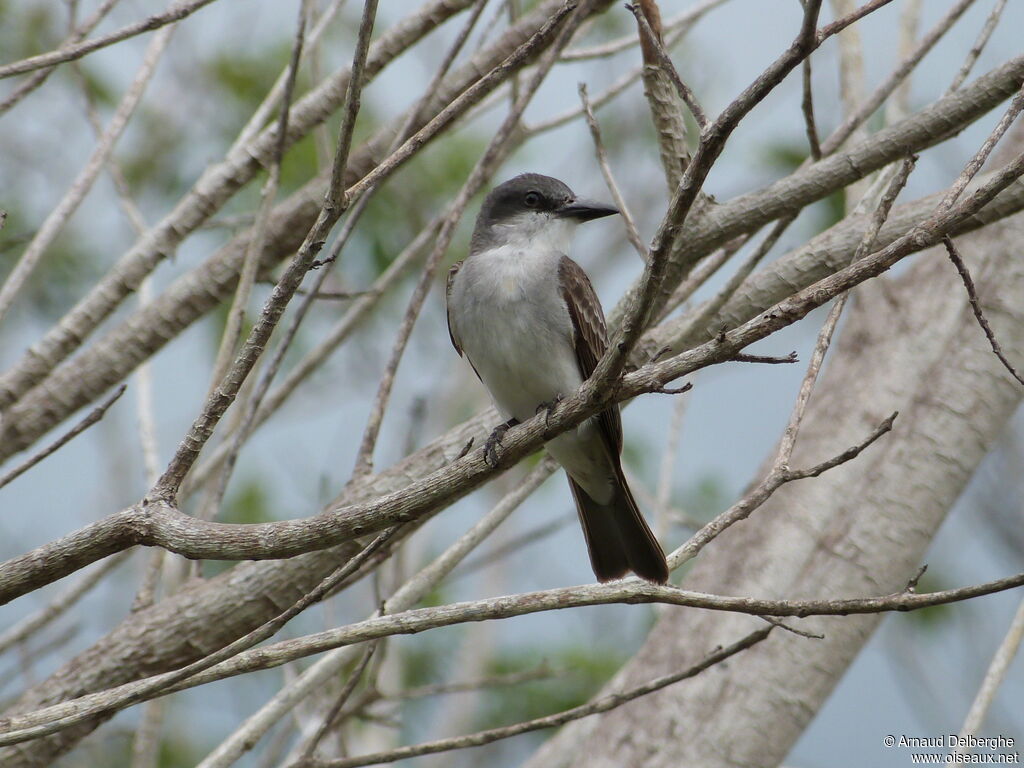 Grey Kingbird