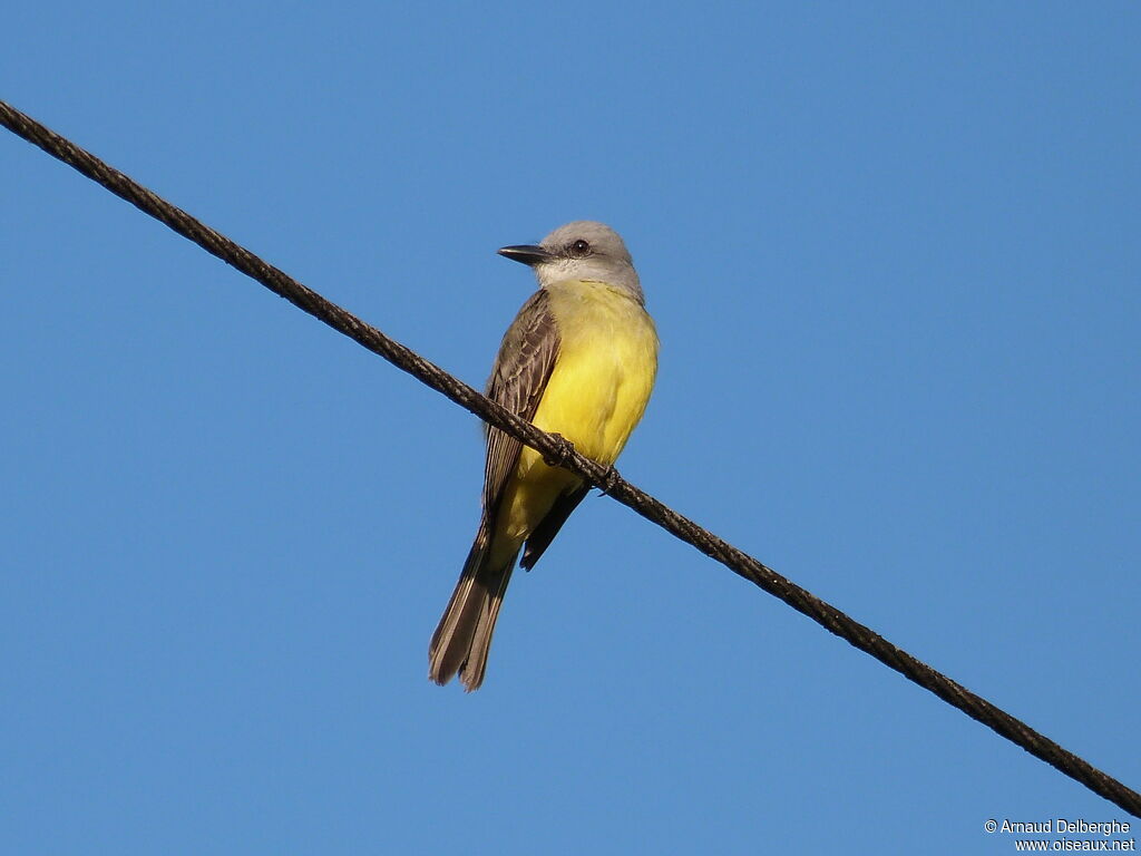 Tropical Kingbird