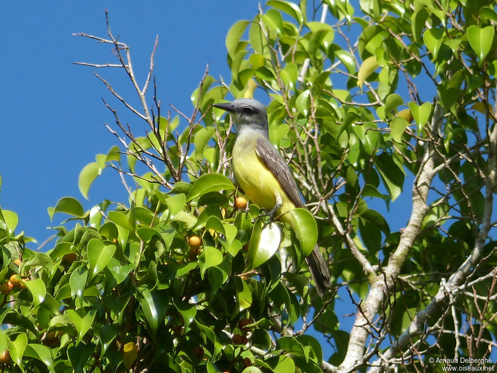 Tropical Kingbird