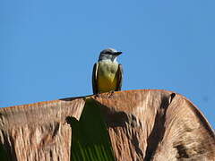 Tropical Kingbird