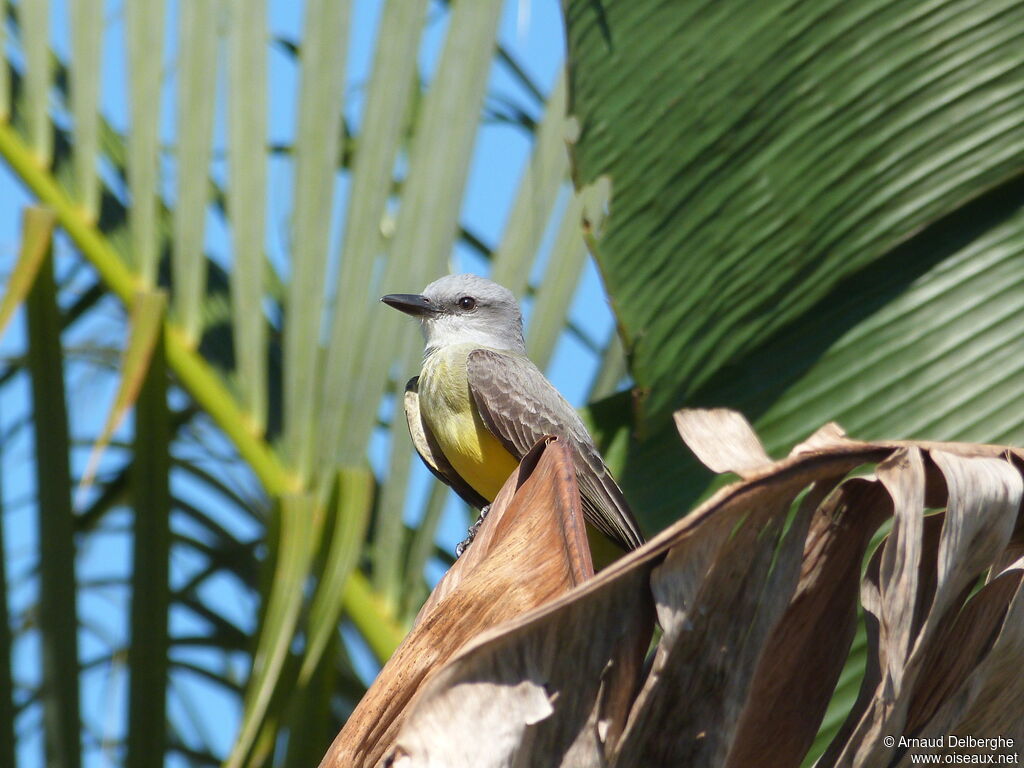 Tropical Kingbird