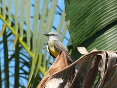 Tropical Kingbird