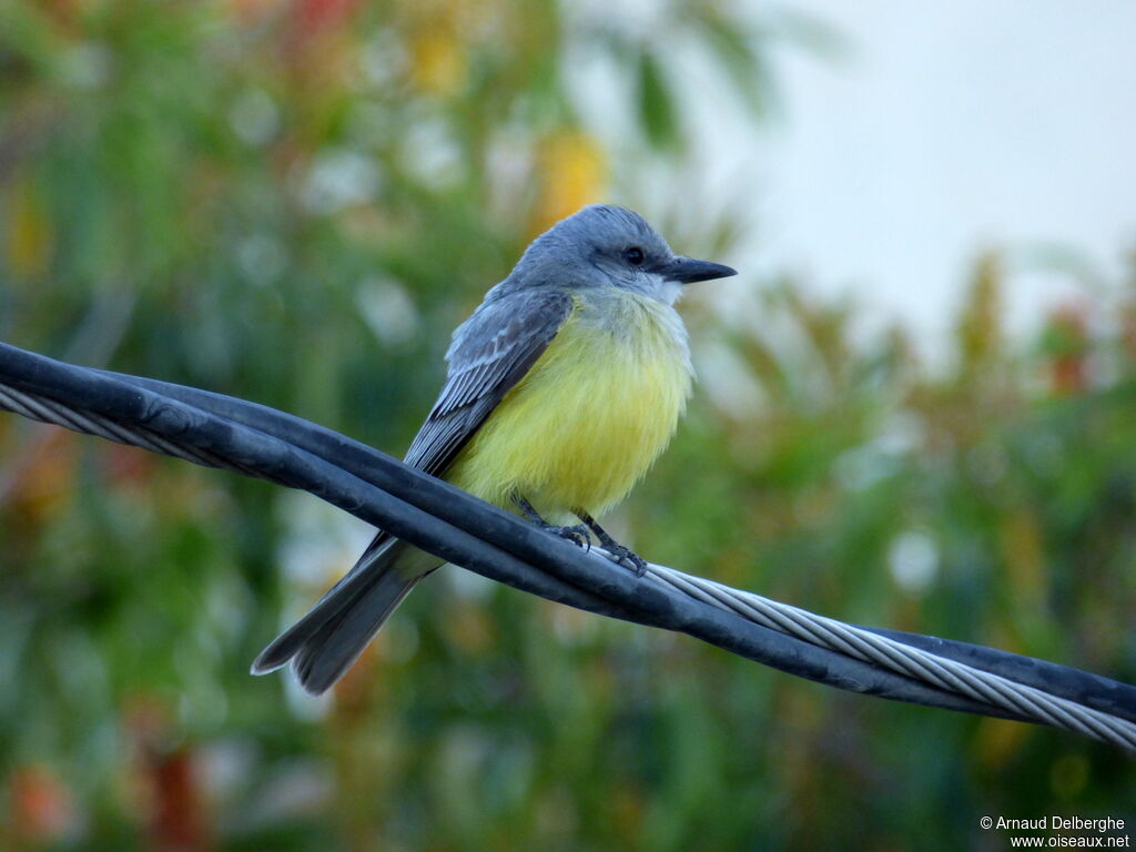 Tropical Kingbird