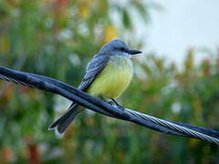 Tropical Kingbird