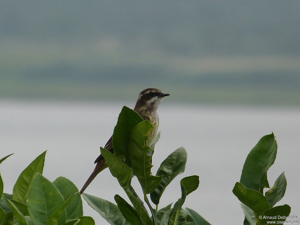 Piratic Flycatcher