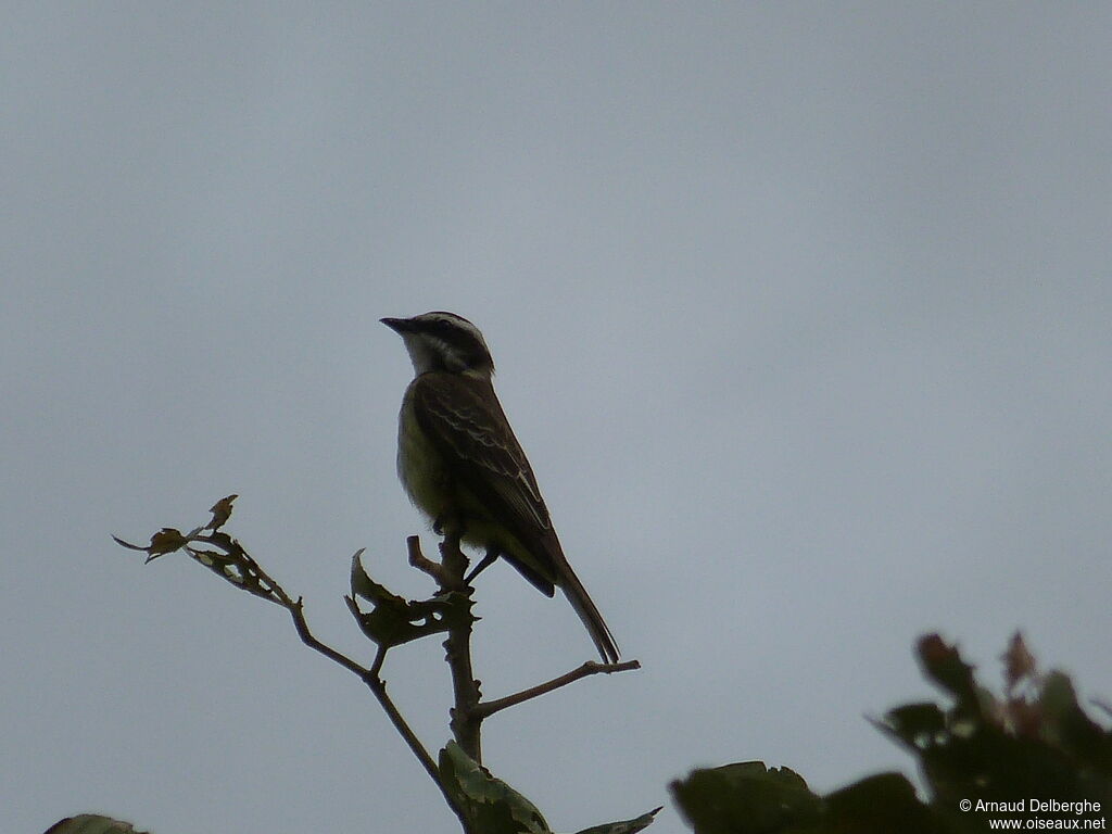 Piratic Flycatcher