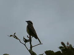 Piratic Flycatcher