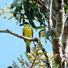 Tyran pitangua