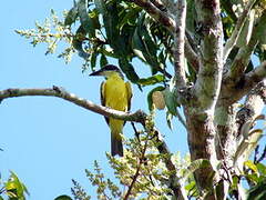 Boat-billed Flycatcher