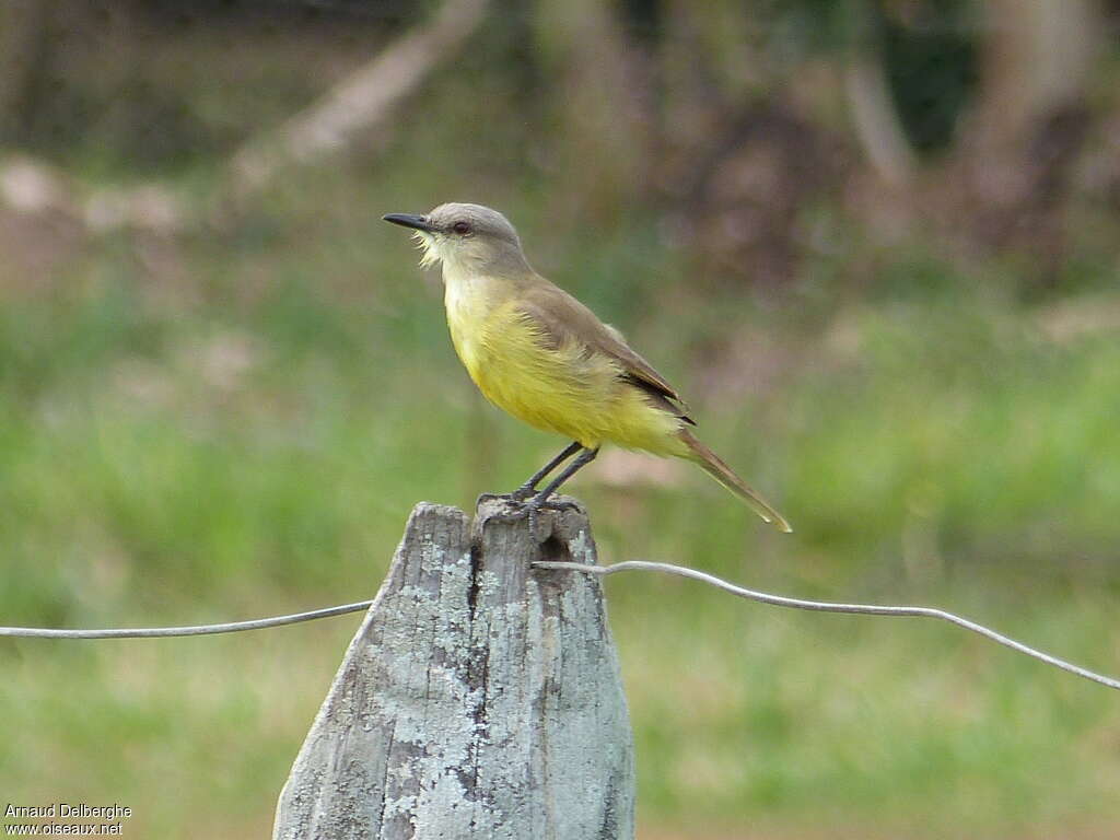 Tyran querelleur adulte, identification