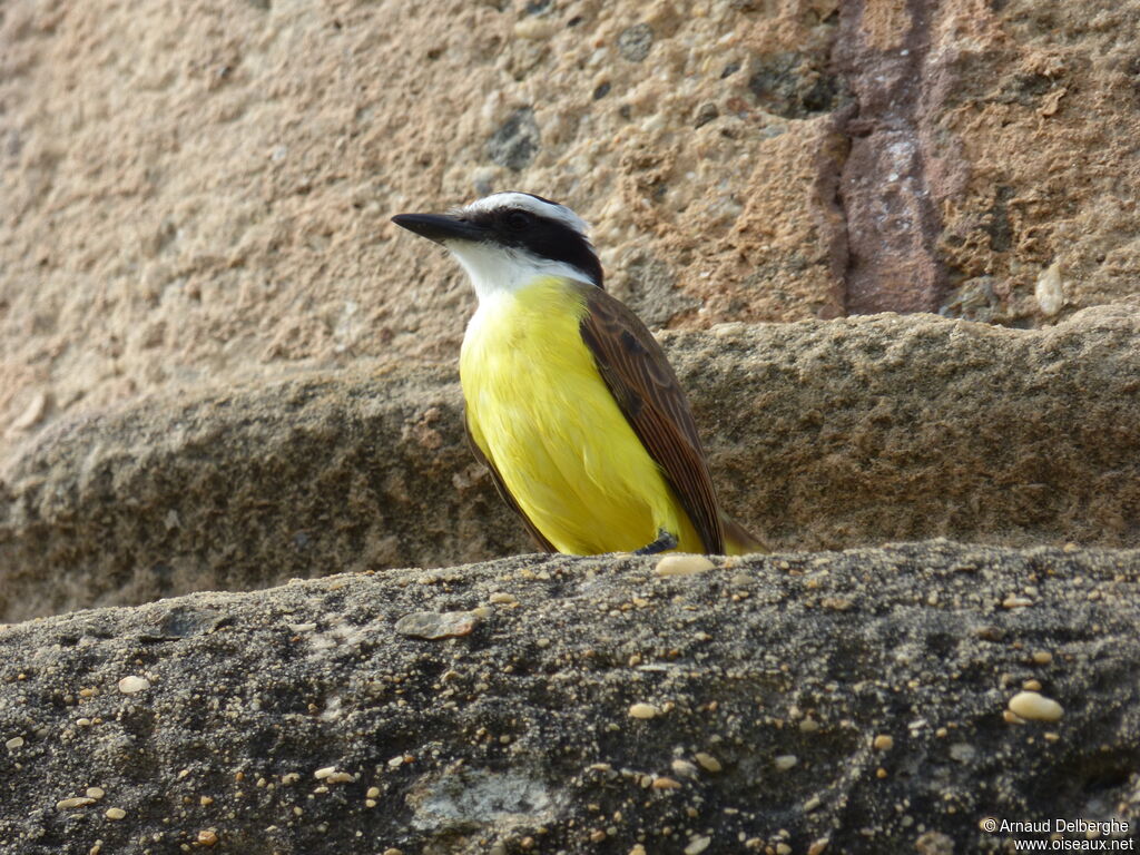 Great Kiskadee