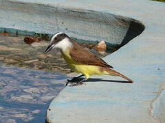 Great Kiskadee