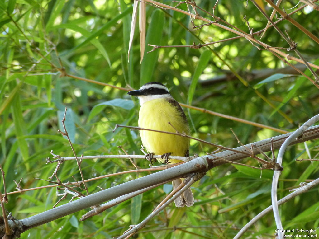 Great Kiskadee