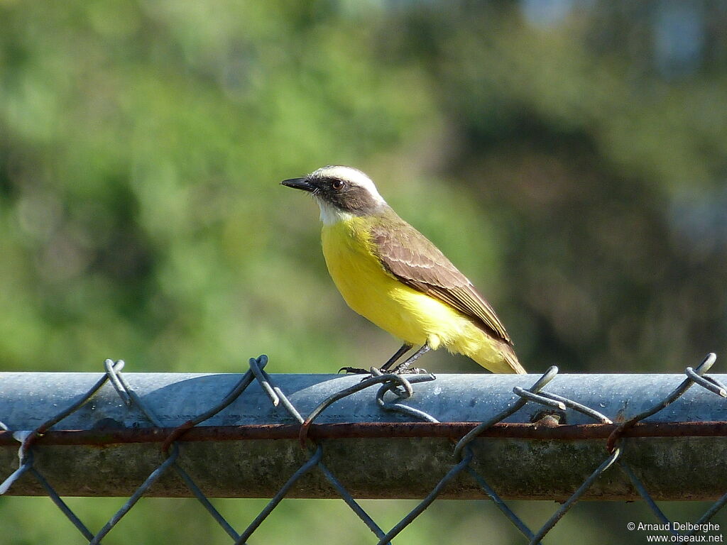 Social Flycatcher