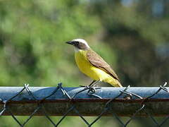 Social Flycatcher