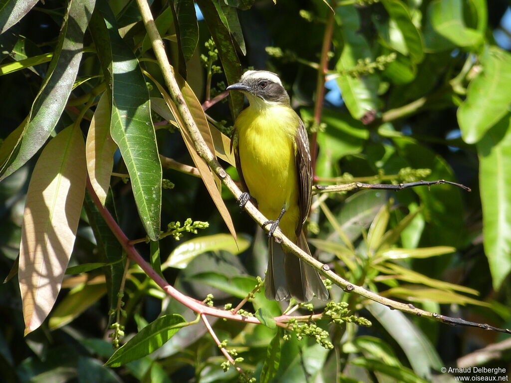 Social Flycatcher