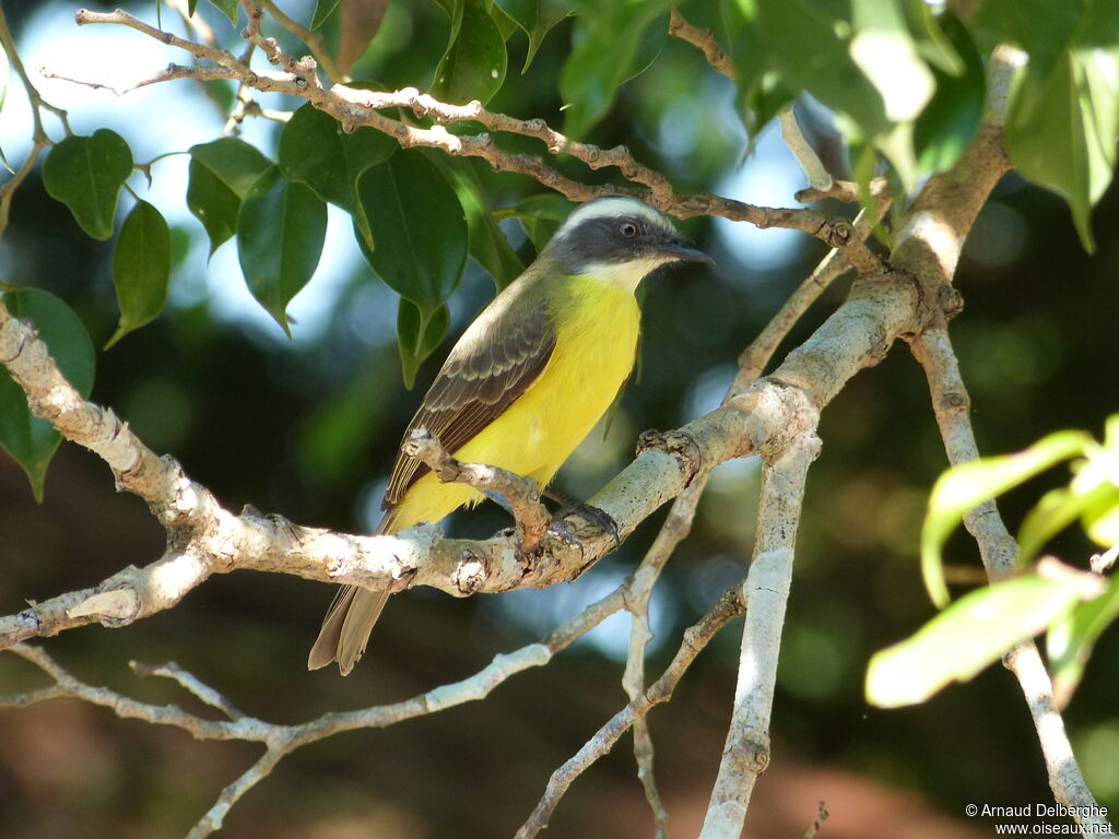 Social Flycatcher