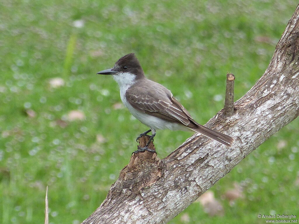 Loggerhead Kingbird