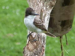 Loggerhead Kingbird