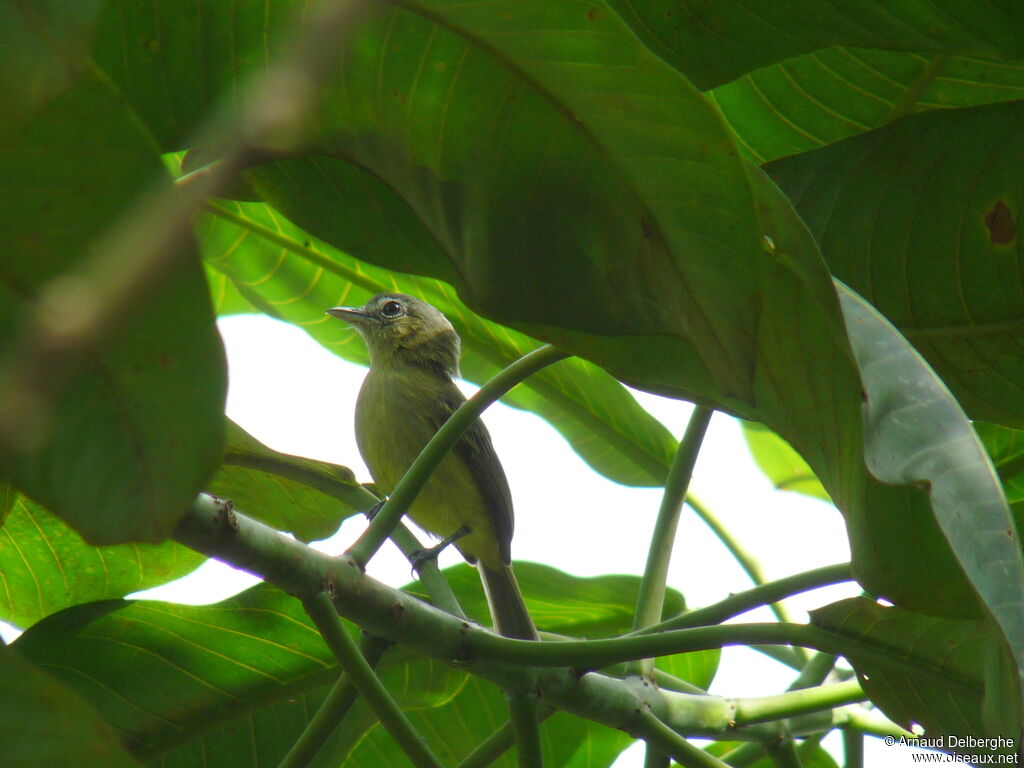 Yellow-margined Flatbill