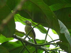 Yellow-margined Flatbill