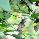 Tyranneau roitelet