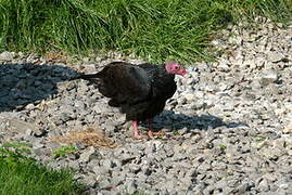 Turkey Vulture