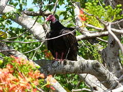 Turkey Vulture