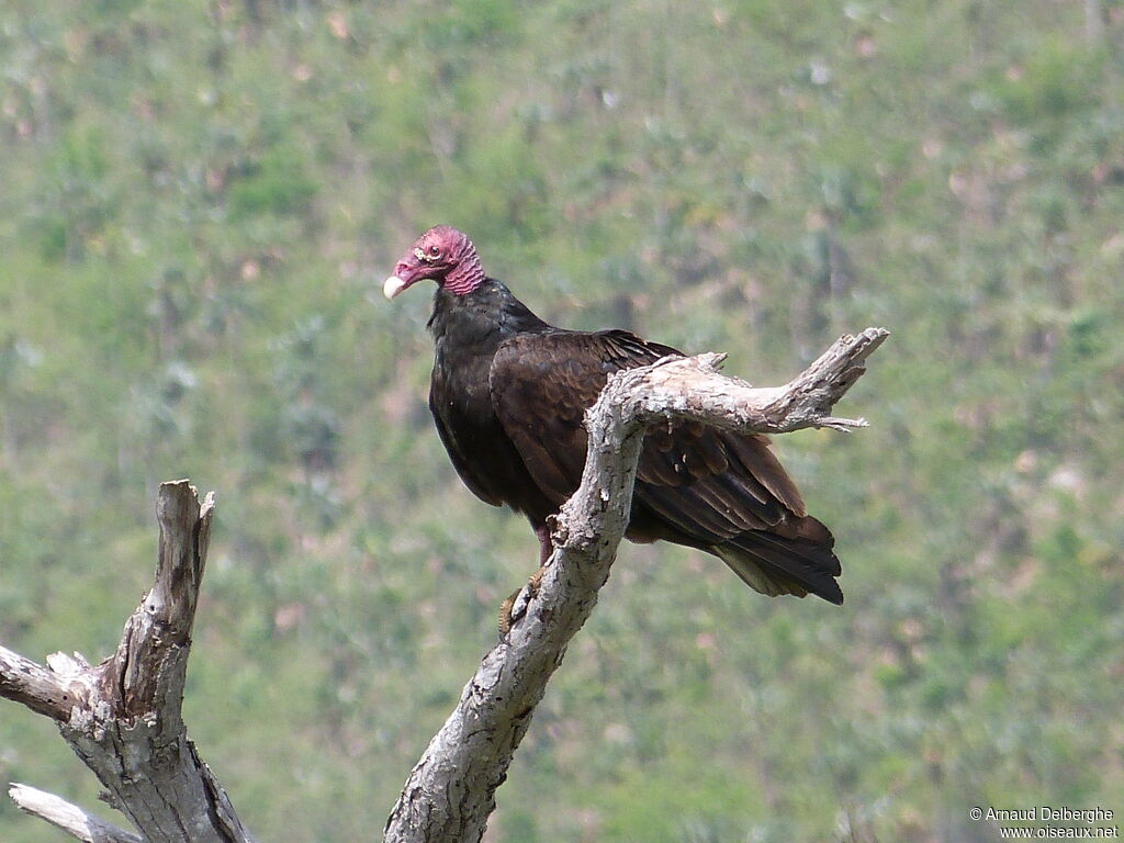 Turkey Vulture