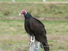 Turkey Vulture