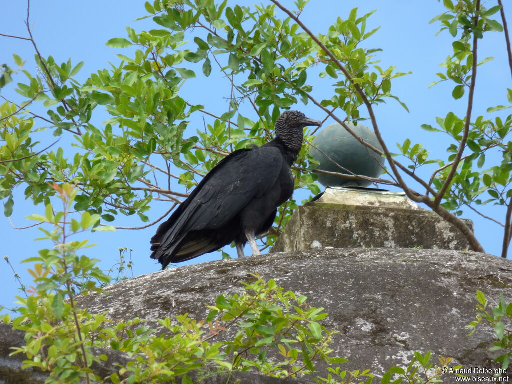 Black Vulture