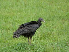 Black Vulture