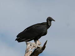 Black Vulture