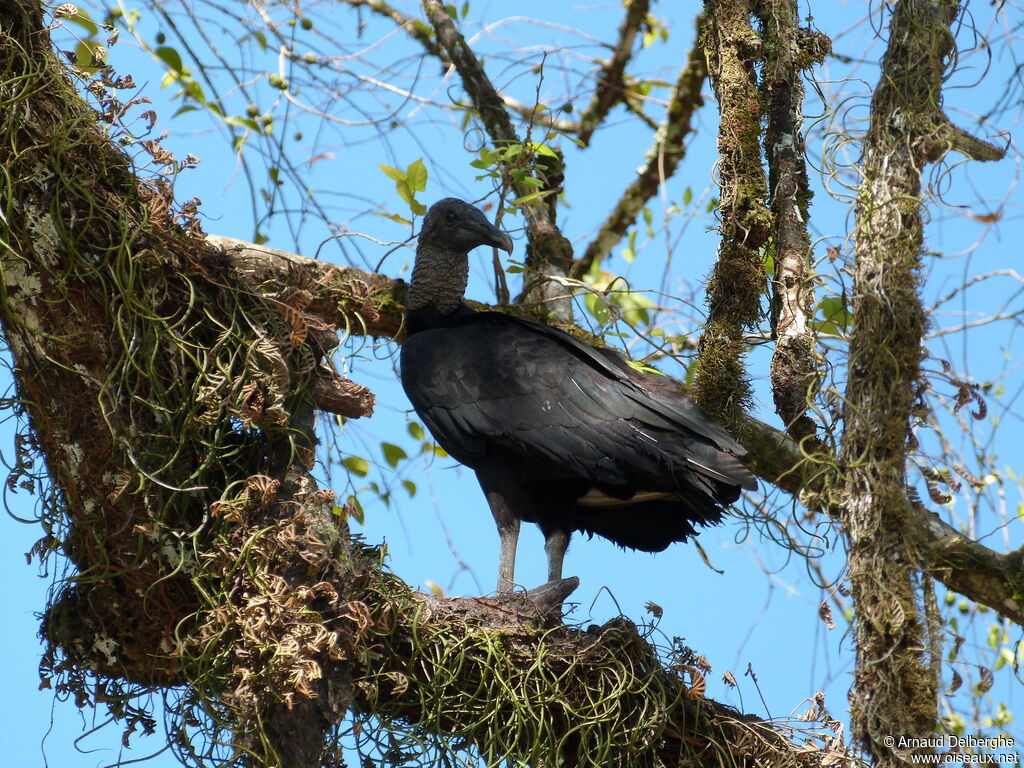 Black Vulture