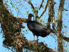 Black Vulture