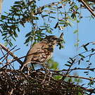 Vacher à ailes baies