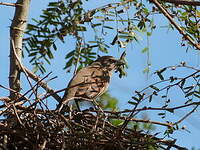 Vacher à ailes baies