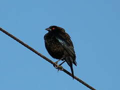 Bronzed Cowbird