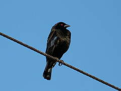 Bronzed Cowbird