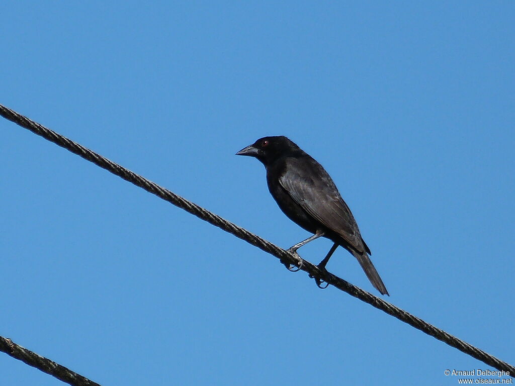 Bronzed Cowbird