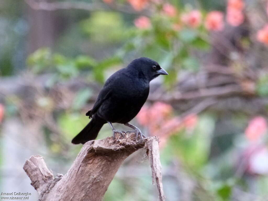 Screaming Cowbird