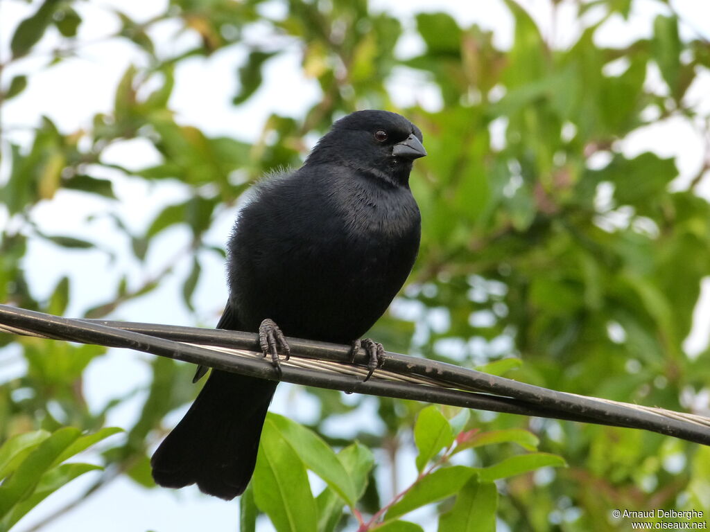 Screaming Cowbird