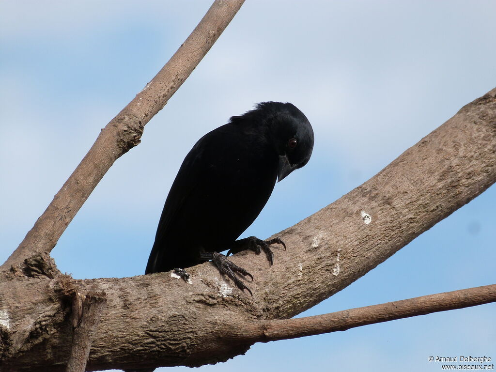 Screaming Cowbird