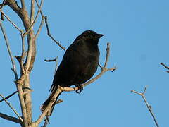 Screaming Cowbird