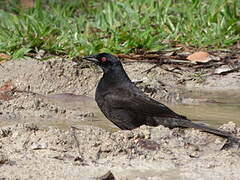 Giant Cowbird