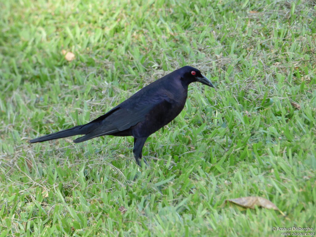 Giant Cowbird