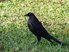 Giant Cowbird