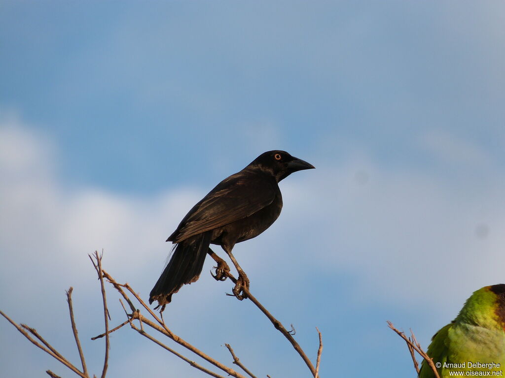 Giant Cowbird