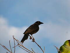 Giant Cowbird