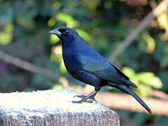 Shiny Cowbird